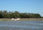 03-white-pelicans-cf