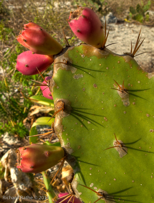 Day 1 - Picnic Key - Prickly Pear Cactus (HDR)