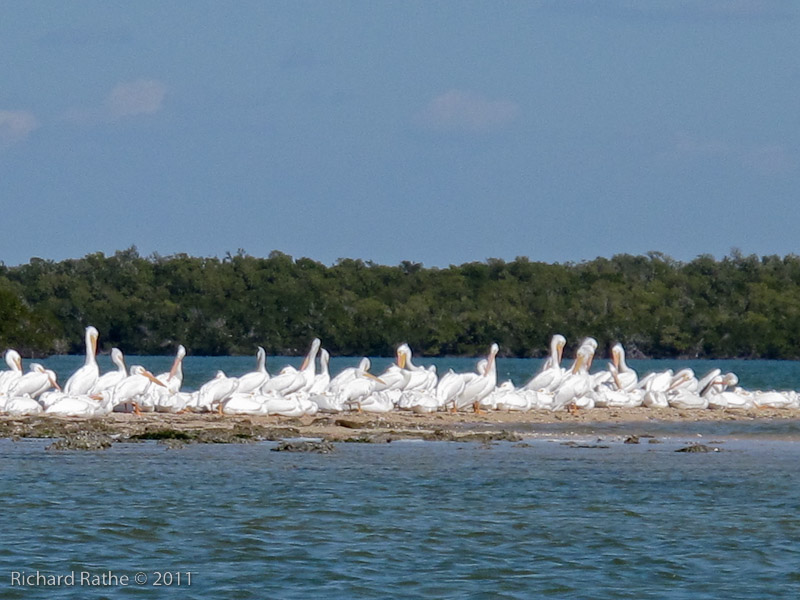 Day 2 - White Pelicans