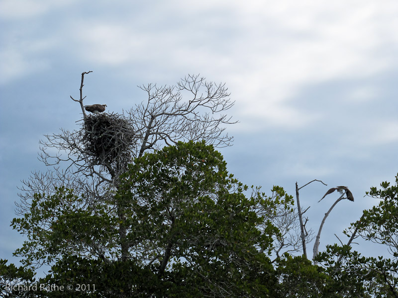 Day 3 - Osprey on Nest