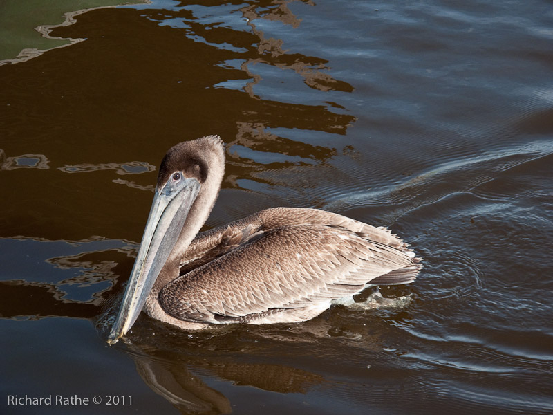 Day 3 - Sunday Bay - Pelican