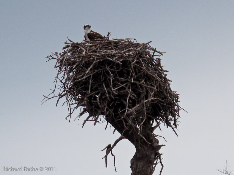 Day 4 - Osprey on Nest