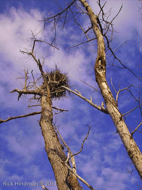 Day 2 - Rabbit Key - Osprey Nest