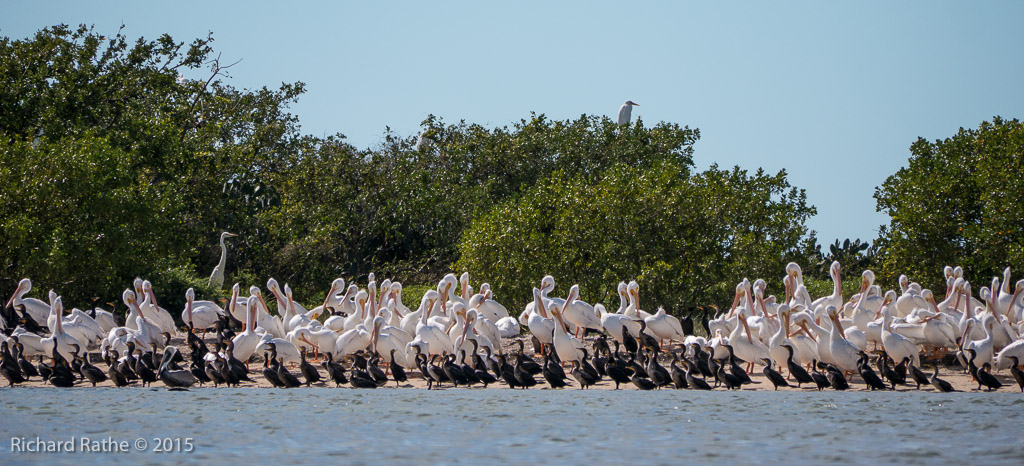 American White Pelicans @ Carl Ross and Sandy Keys