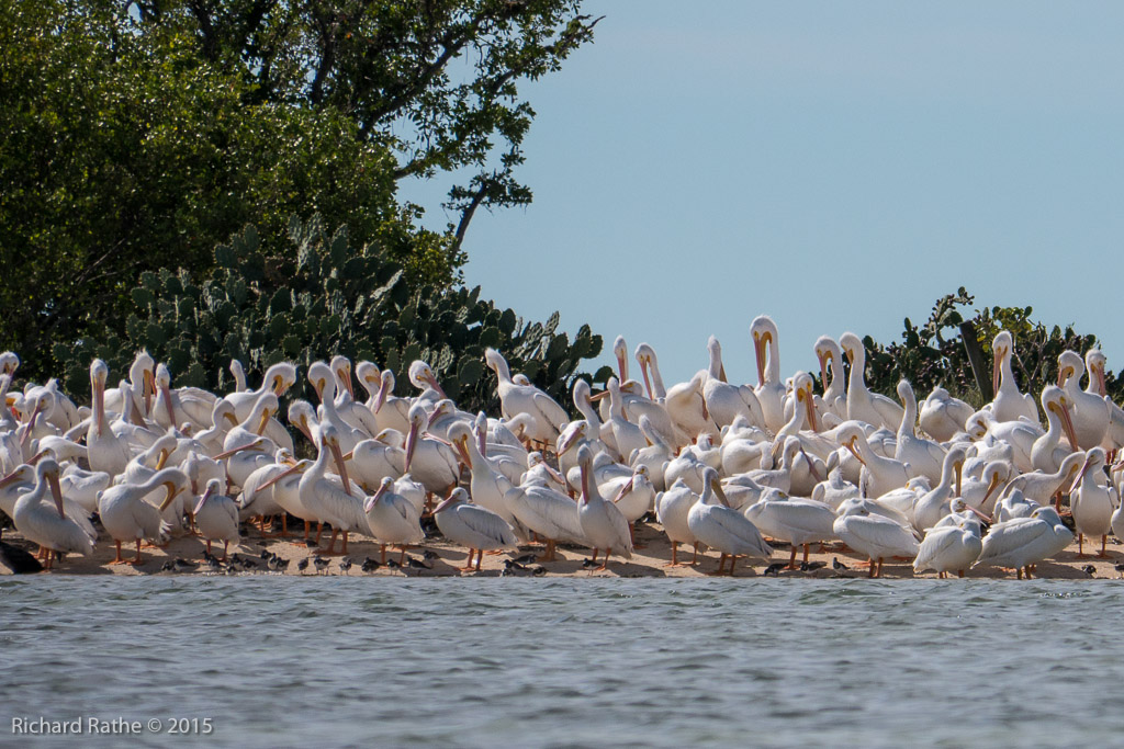American White Pelicans @ Carl Ross and Sandy Keys