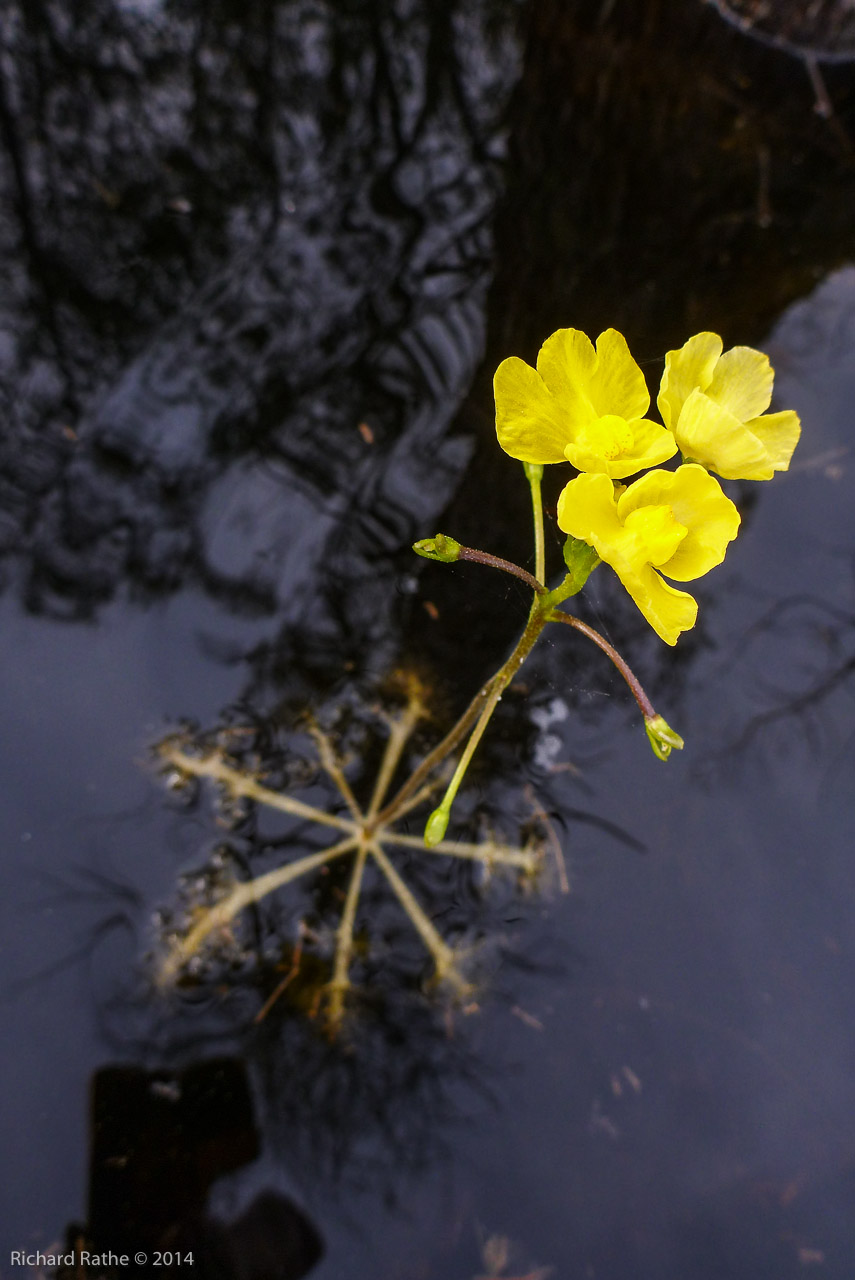 Bladderwort (Utricularia)