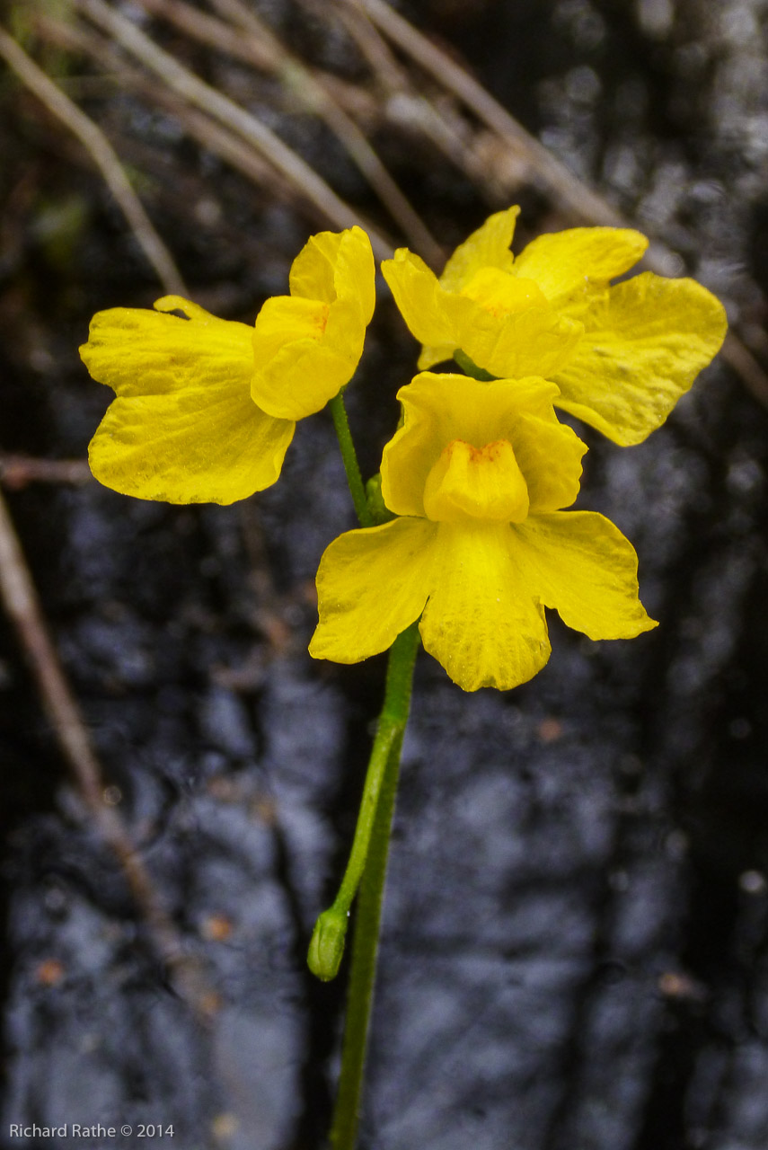 Bladderwort (Utricularia)