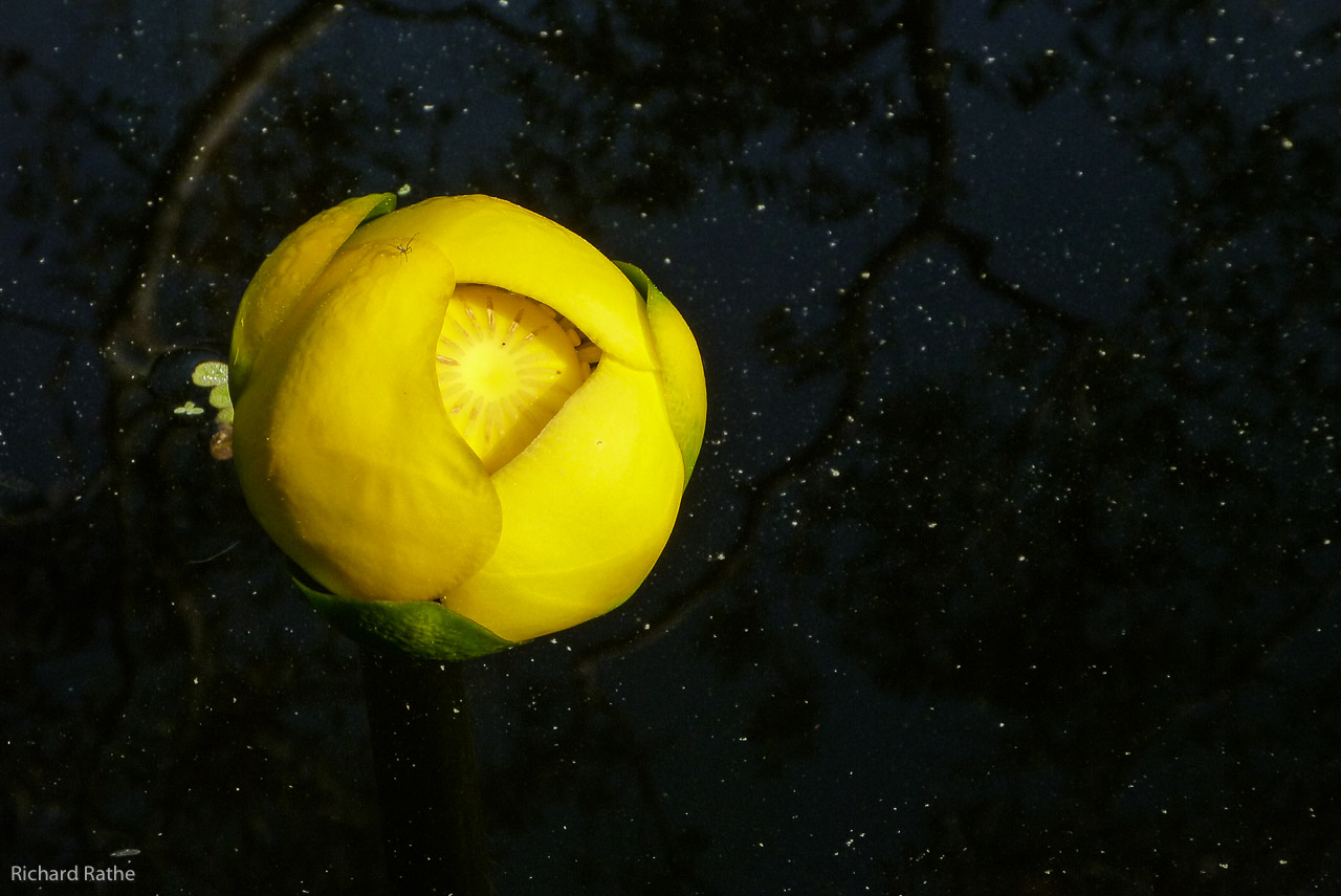 Yellow Pond Lily (Nuphar advena)