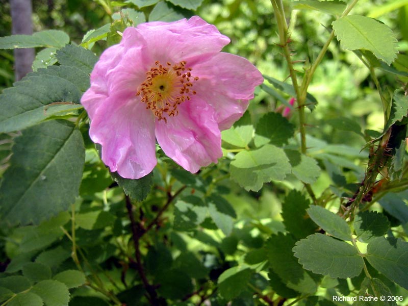 11-wild-rose