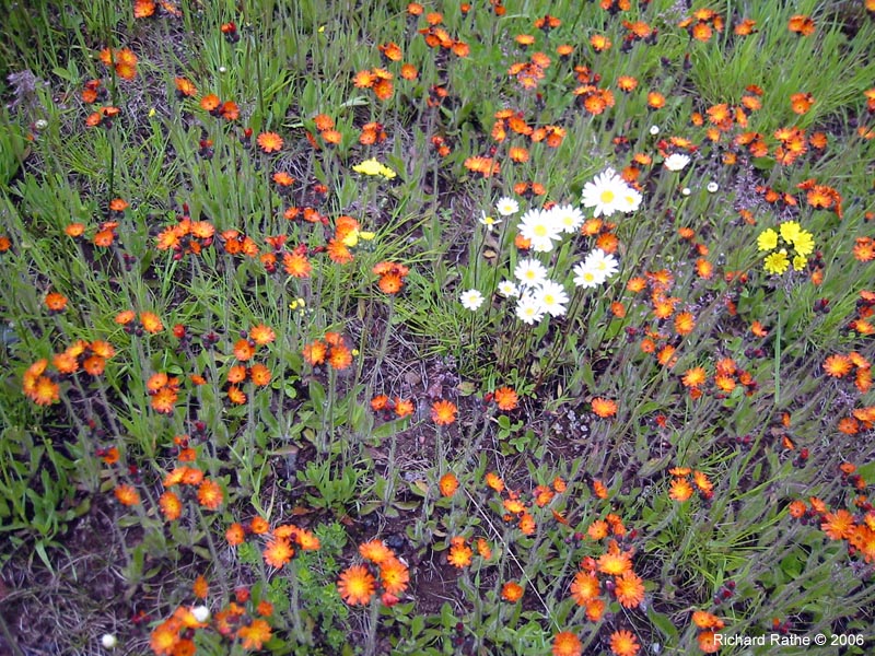 23-hawkweed-daisies
