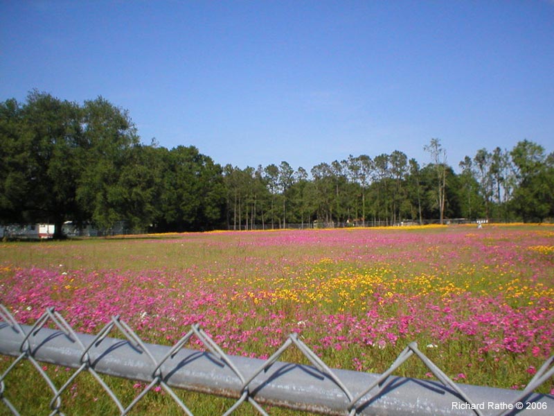 cs-wildflower-field