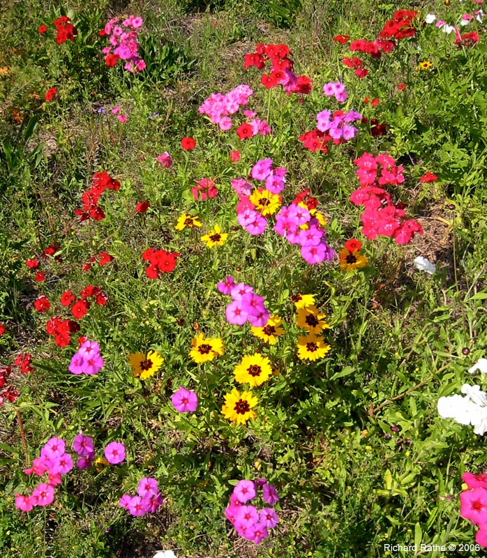 roadside-flowers36