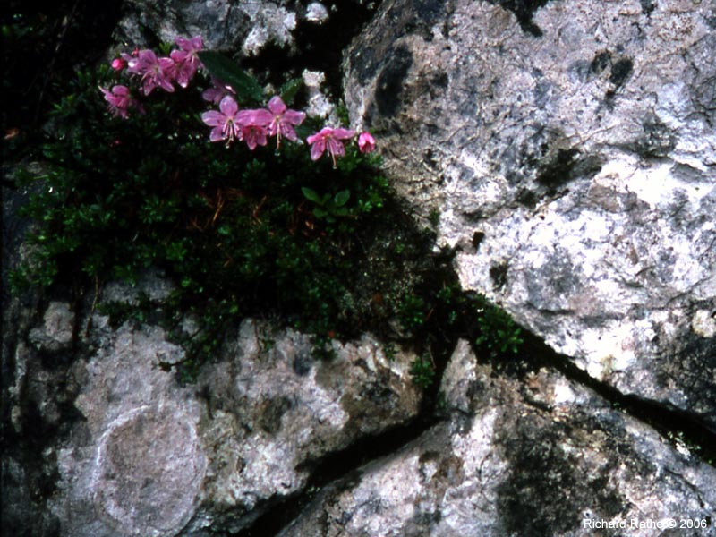 rock-with-flowers