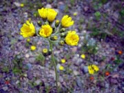 18-yellow-flower