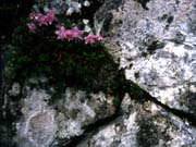 rock-with-flowers