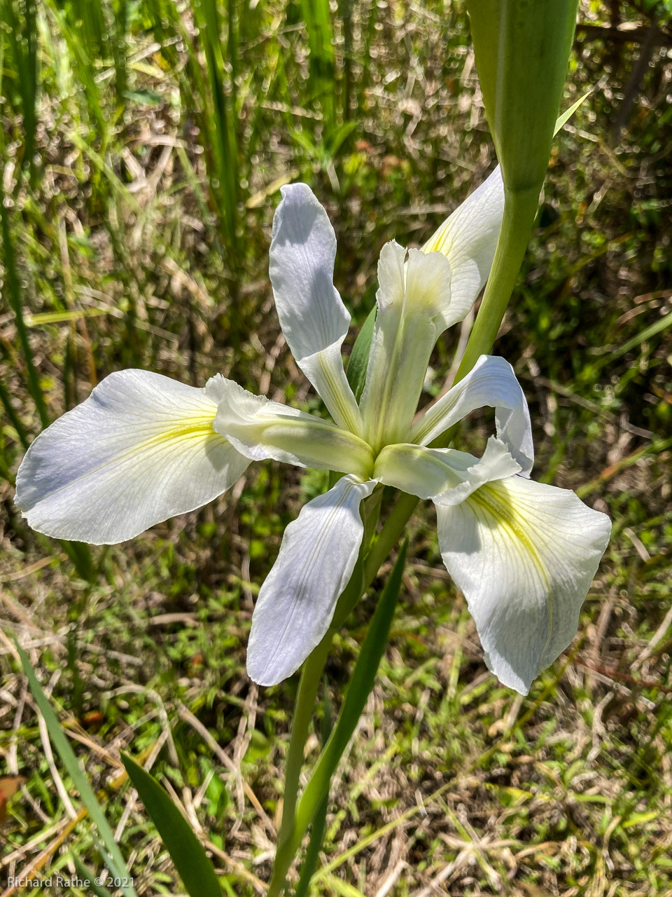 Iris versicolor (white variant)
