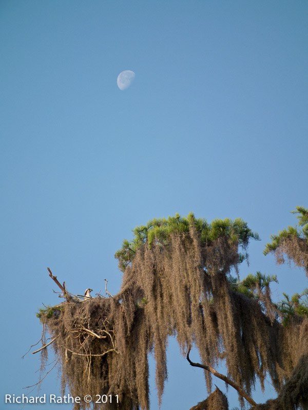 Osprey and Moon