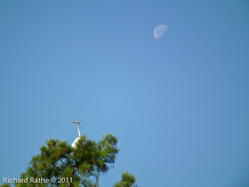 Great Egret and Moon