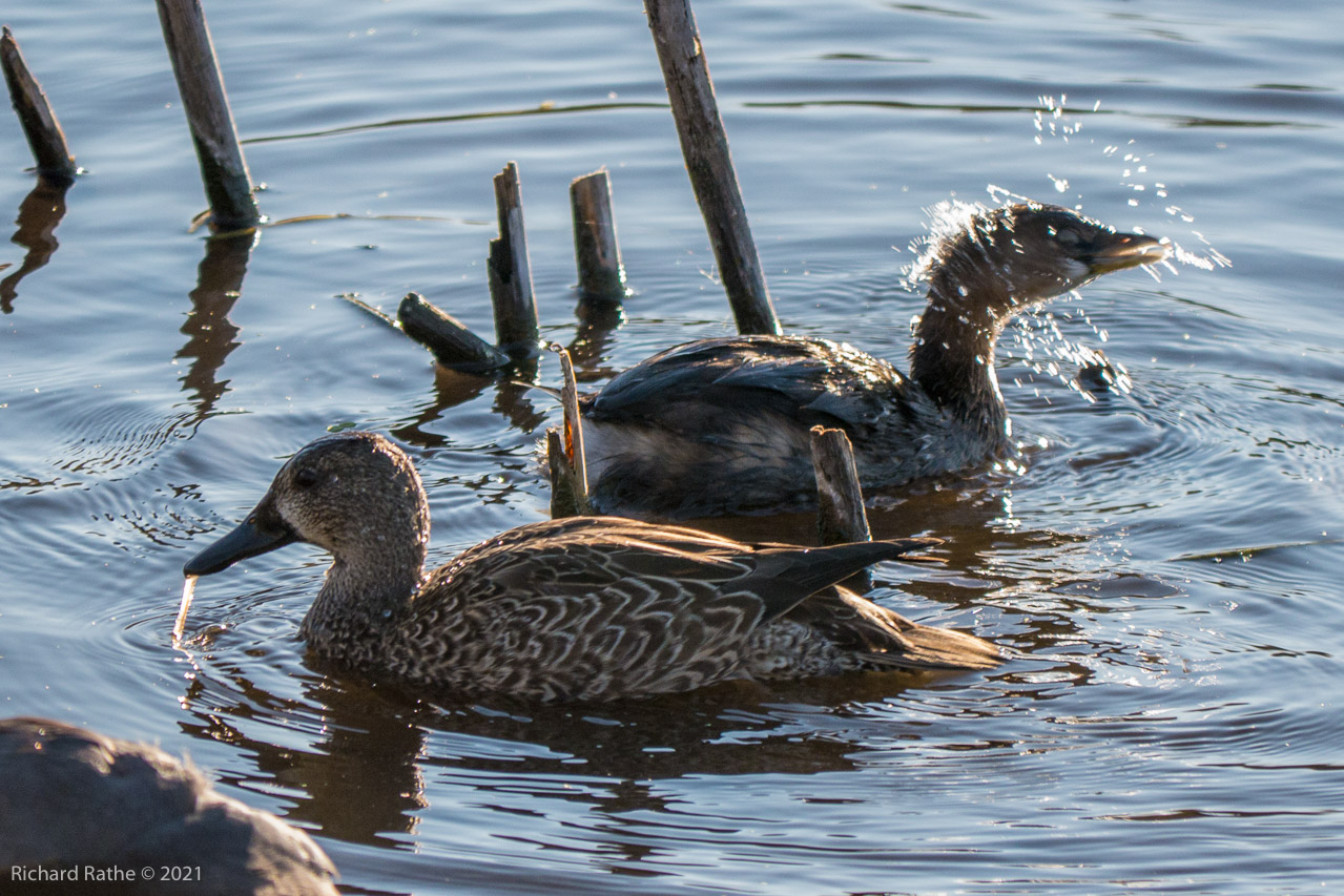 Pied-Billed Grebe & Blue-Winged Teal