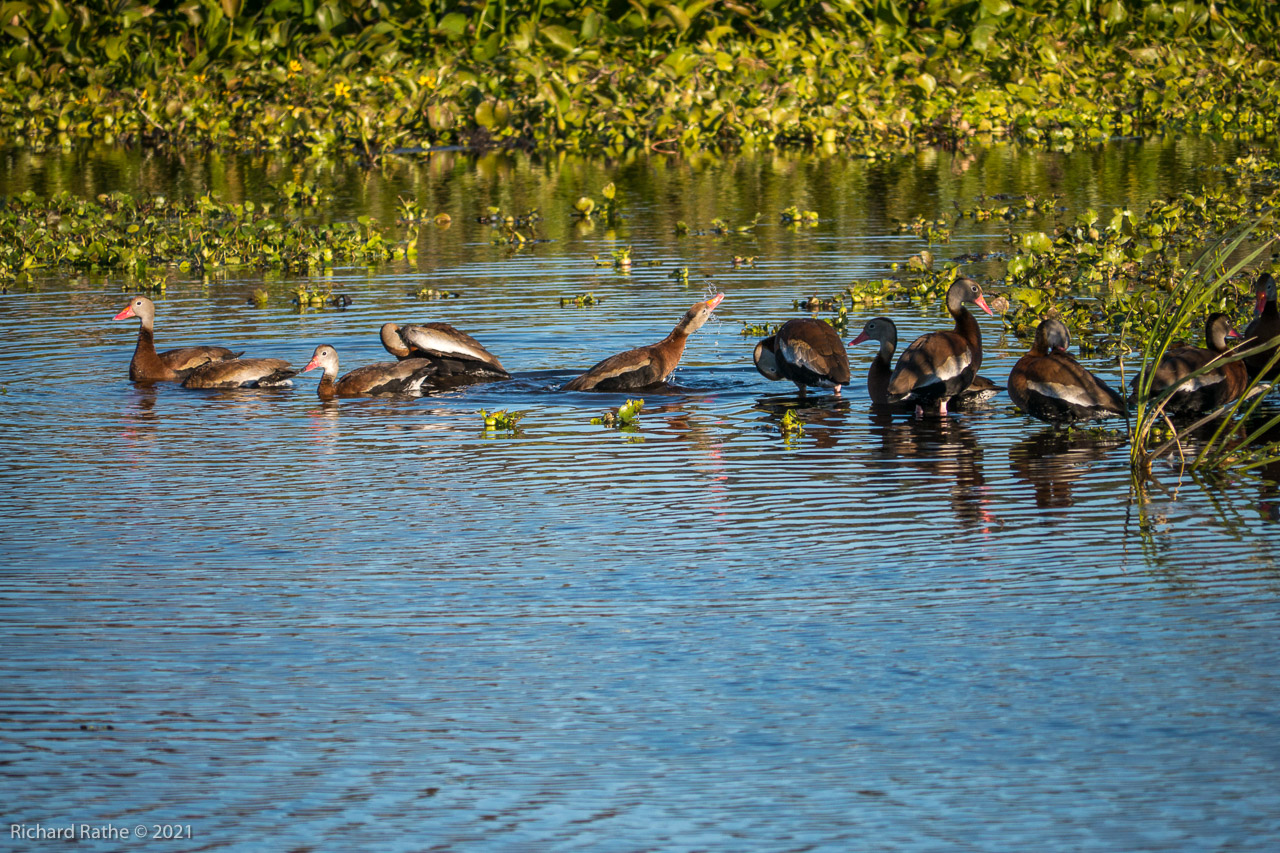 Black-Bellied Whistling Ducks