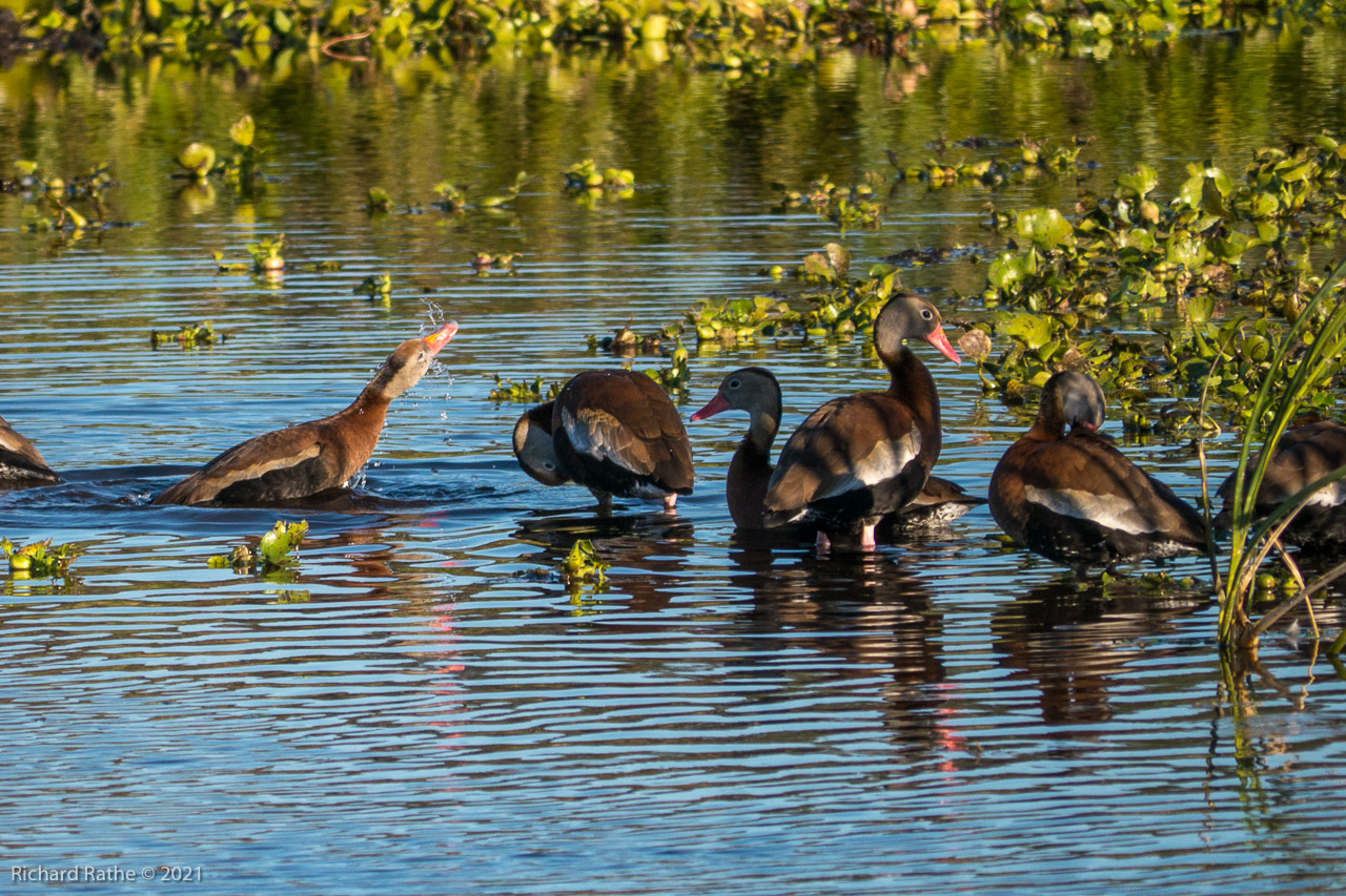 Black-Bellied Whistling Ducks