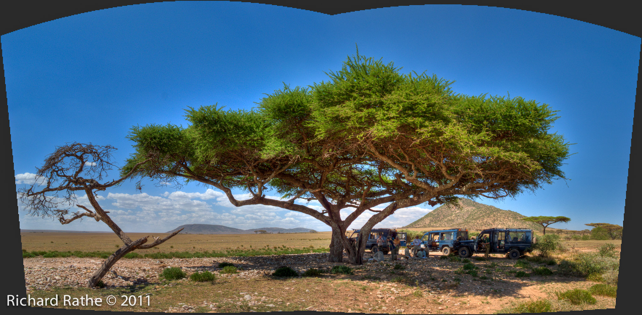 Lunch Under an Acacia Tree