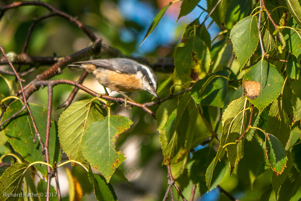 Red-Breasted Nuthatch