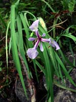 28d-blue-flag-iris