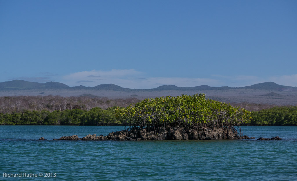 Mangroves at Black Turtle Bay