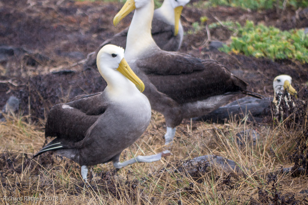 Waved Albatross