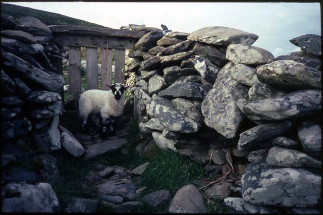 26-irish-lamb