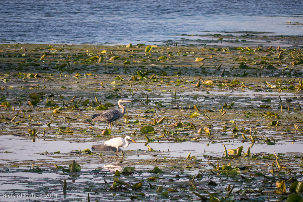 Great Blue Heron with Great Egret