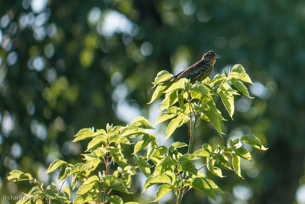 Red-Winged Blackbird Female