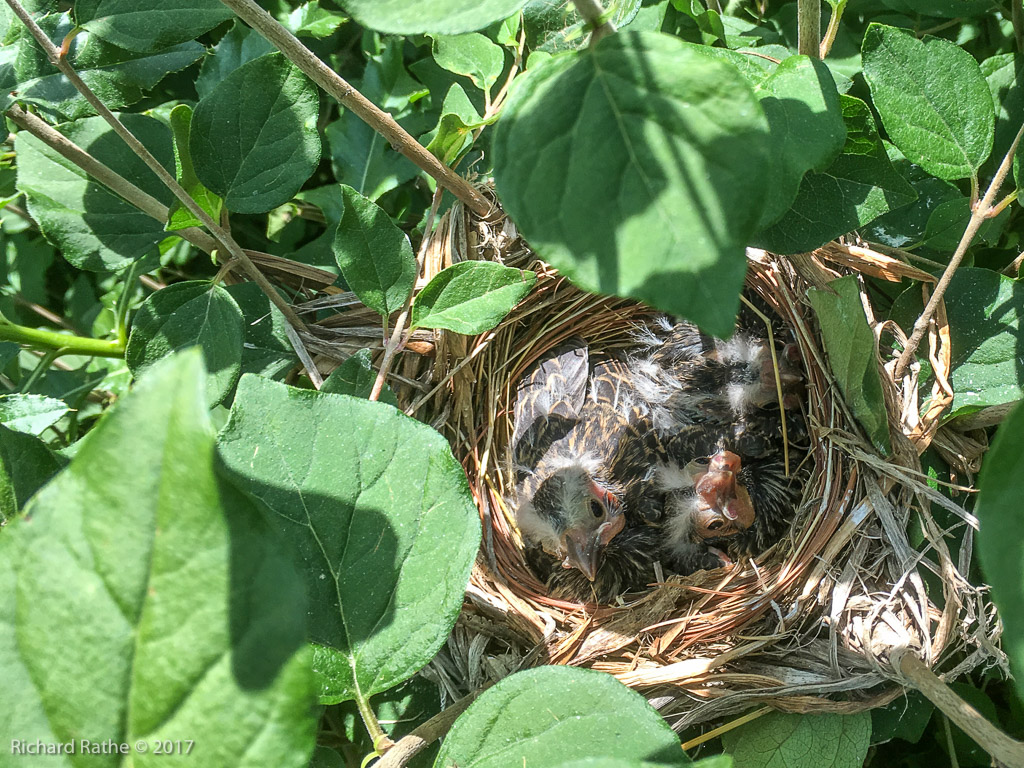 Red-Winged Blackbird Nest