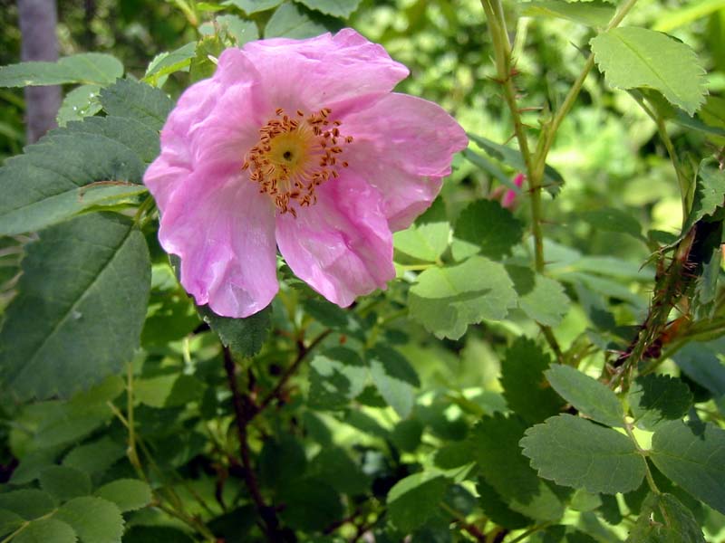 11-wild-rose