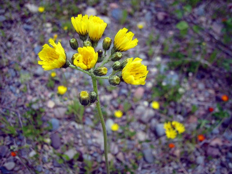 18-yellow-flower