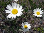 15-white-daisies