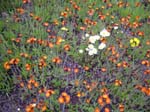 23-hawkweed-daisies