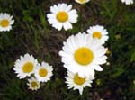26-roadside-daisies