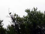 19-eagle-in-tree
