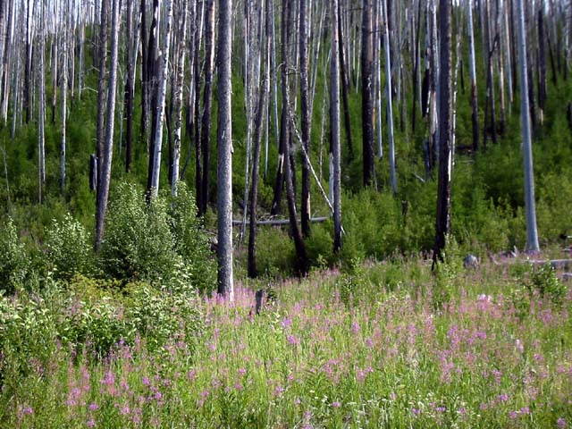 056-dead-trees-fireweed