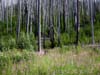 056-dead-trees-fireweed