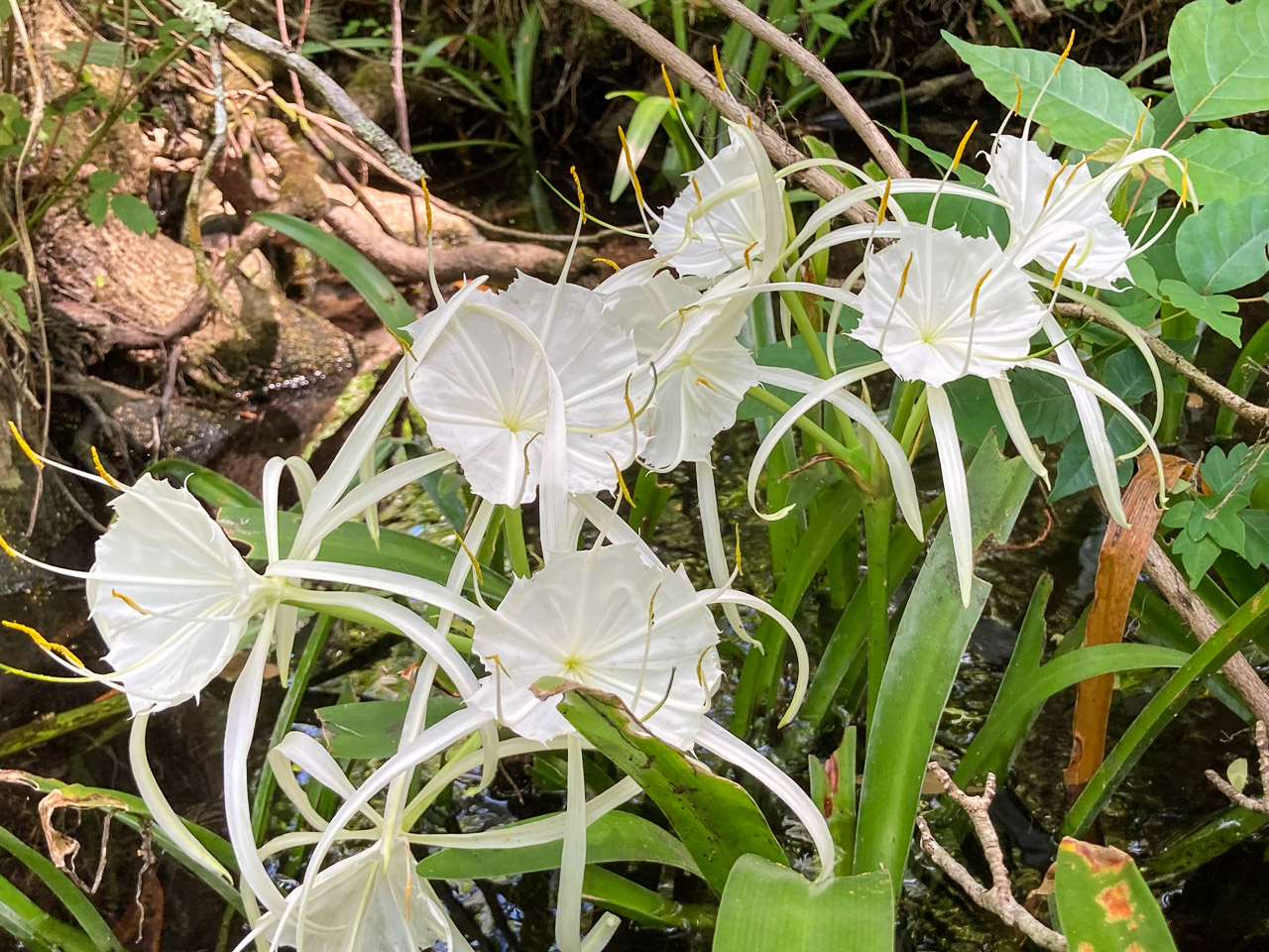Spider Lilies