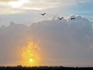 White Pelicans at Sunrise