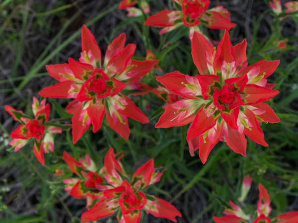 orange-flower