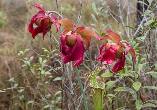 pitcher-plant-flowers