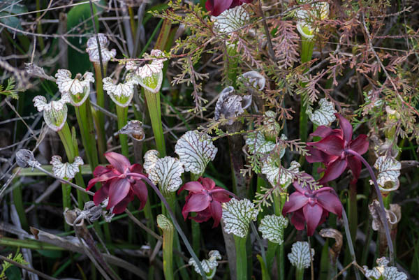 pitcher-plants