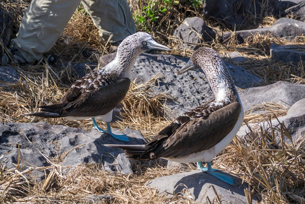 Galapagos Blue-Footed Boobie Courtship