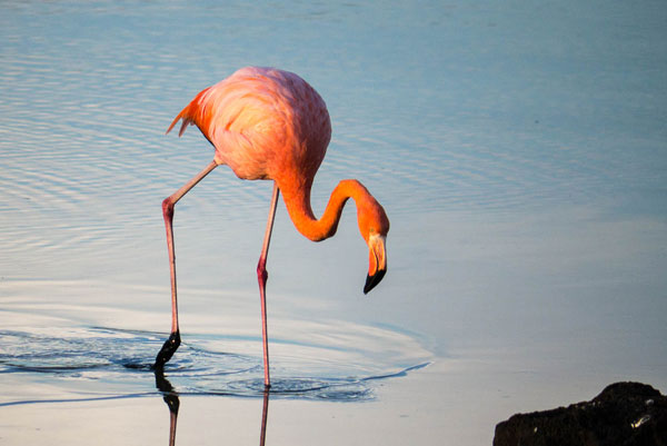 Galapagos Flamingo