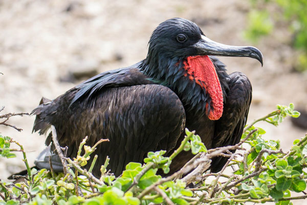 Galapagos Frigate Bird